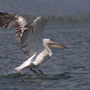 Lake Skadar is birding hotspot with more than 280 species