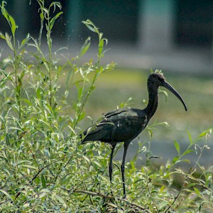 As if from ancient time ~ Glossy Black Ibis